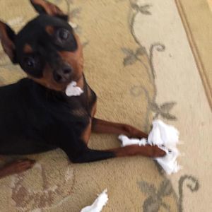 Meet your Posher, Angela